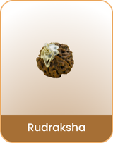 Rudraksha