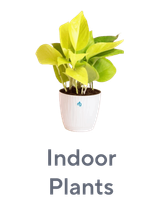Indoor Plants