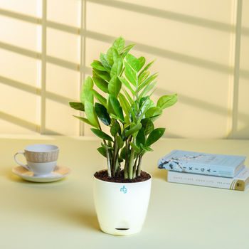 Nurturing Green - ZZ Plant in Self Watering Pot (Ivory, 11.5cm x 11cm)