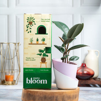 Bloom Rubber Plant