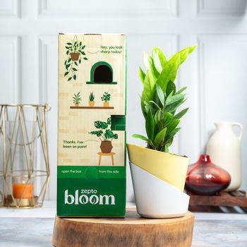 Bloom ZZ Plant