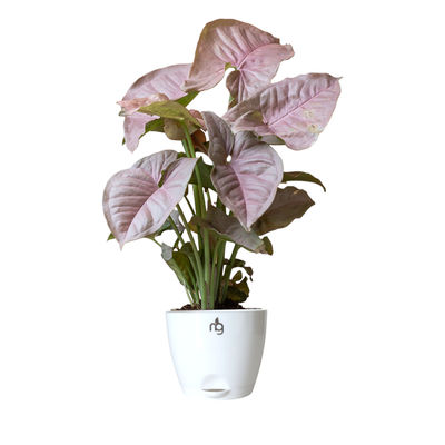 Nurturing Green - Syngonium Pink Plant in Self Watering Pot (Ivory, 8cm x 6.5cm)