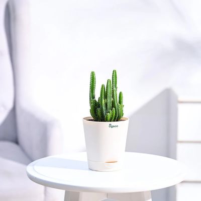 Elongated Cactus with Self Watering Ivory Pot
