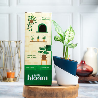 Bloom Aglonema Snow-white Plant