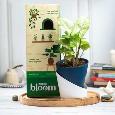 Bloom Syngonium Plant