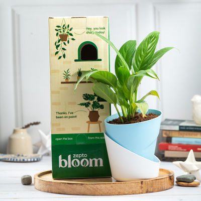 Bloom Air Purifying Peace Lily Plant
