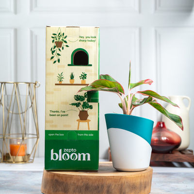 Bloom Aglonema Lipstick Plant
