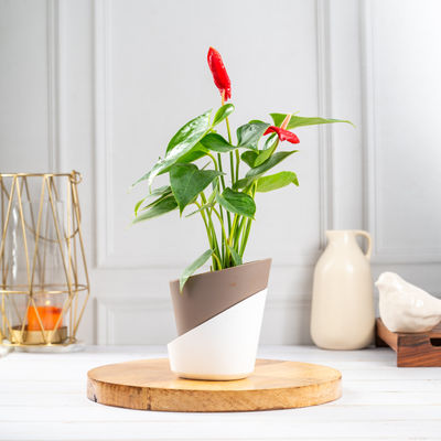 Bloom anthurium red plant