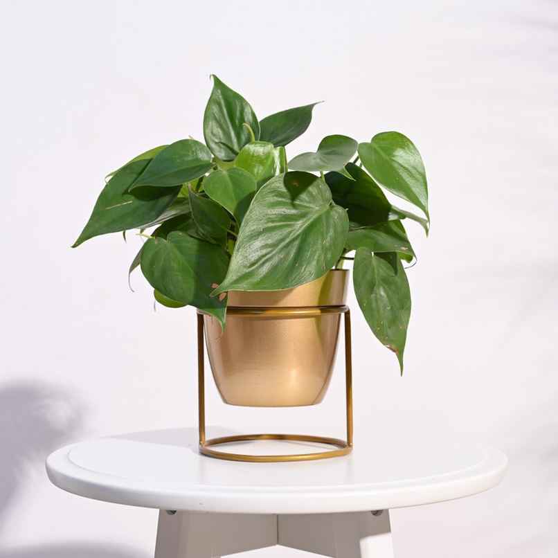 Ugaoo NYX Floor Planter for Home & Balcony Garden | Gold