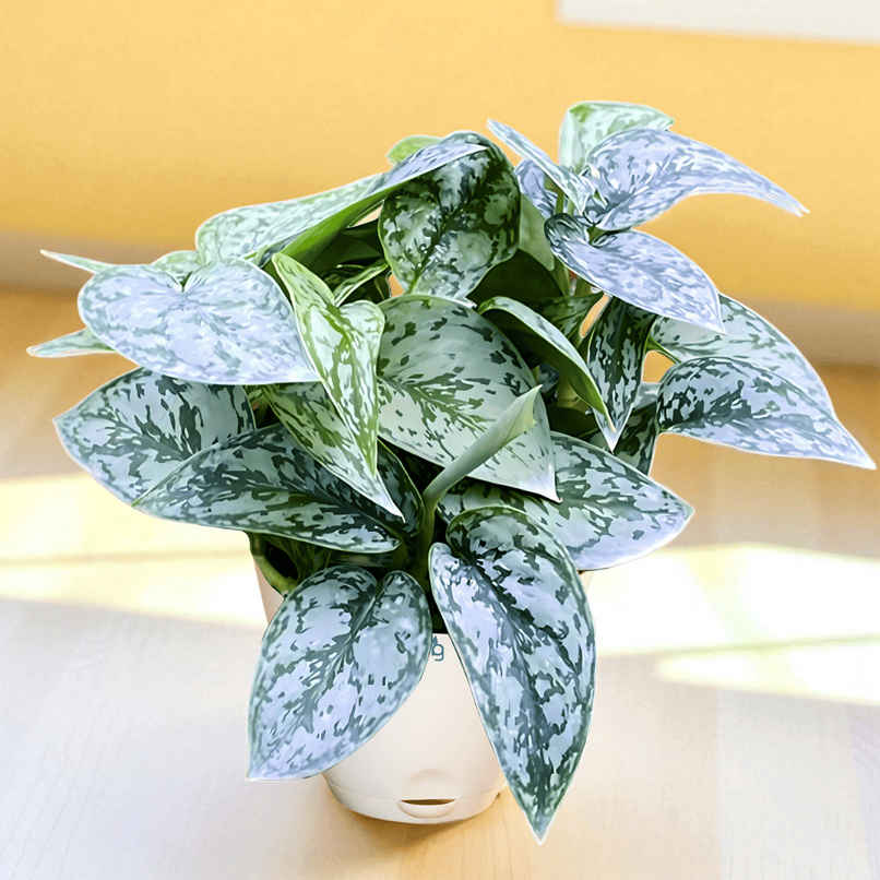 Nurturing Green - Air Purifying Silver Money Plant in Self-Watering Ivory Pot (Size: 11.5 x 11 cm)
