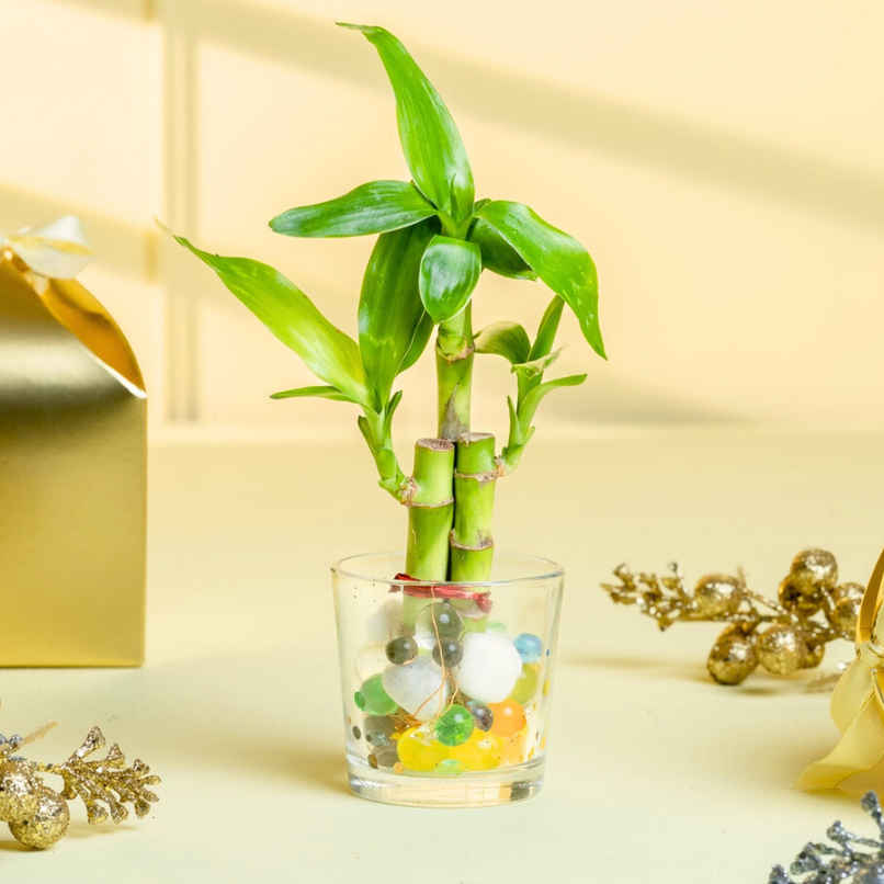 Nurturing Green - Lucky Bamboo Plant (3-Stems) in Glass Pot (6cm x 6cm) | Good Luck Plant Gift Nurturing Green - Lucky Bamboo Plant (3-Stems) in Glass Pot (6cm x 6cm) | Good Luck Plant Gift