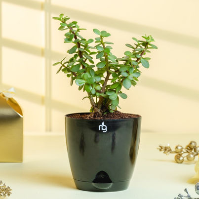 Nurturing Green - Jade Plant in Self Watering Pot (Black, 11.5cm x 11cm) | Lucky Plant Gift