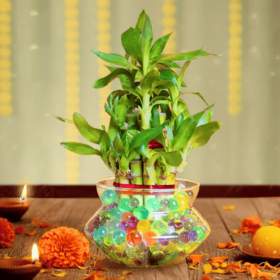 Nurturing Green - Lucky Bamboo Plant (2-layer) in Glass Pot (10cm x 8cm) | Plants for Gifting