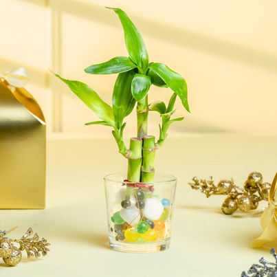 Nurturing Green - Lucky Bamboo Plant (3-Stems) in Glass Pot (6cm x 6cm) | Good Luck Plant Gift