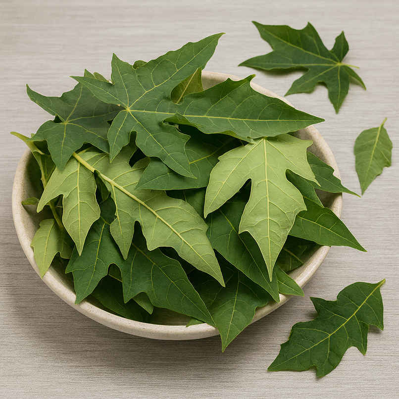 Papaya leaves Papaya leaves