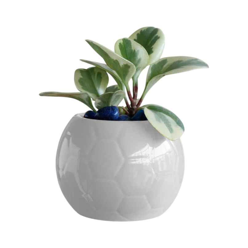 Uagoo Football Ceramic Pot (White) Uagoo Football Ceramic Pot (White)