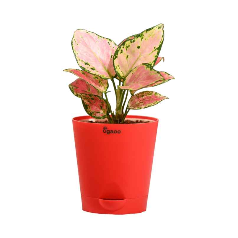 Ugaoo Aglaonema Pink Beauty Plant with Red Self Watering Pot | Decor & Gifting