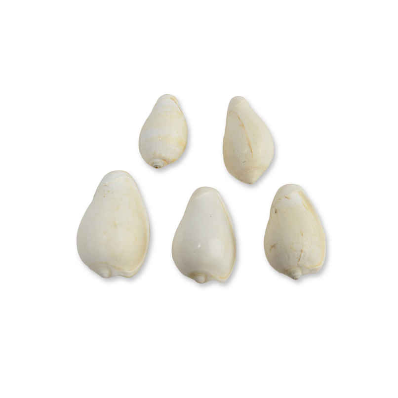 Pujashree Vishnu Kauri | Symbol of Bhagwan Vishnu | Brings Spiritual Growth and Peace