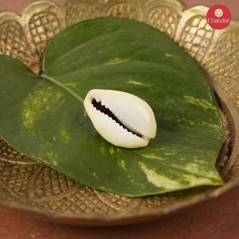 Big Kodi | Chandar | Traditional & Authentic