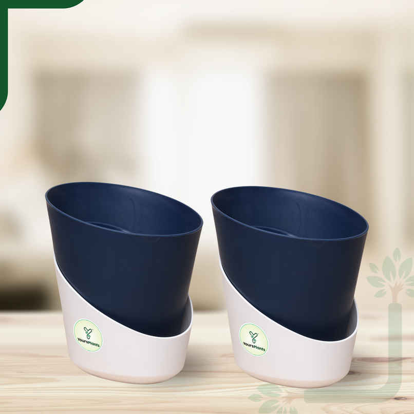 Yoursplants Atlantis - 4 Inch - Navy Blue Pot | Pack Of 2