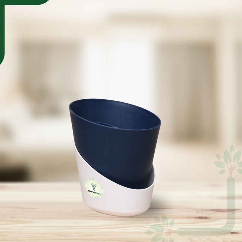 Yoursplants Atlantis - 4 Inch - Navy Blue Pot | Pack Of 1