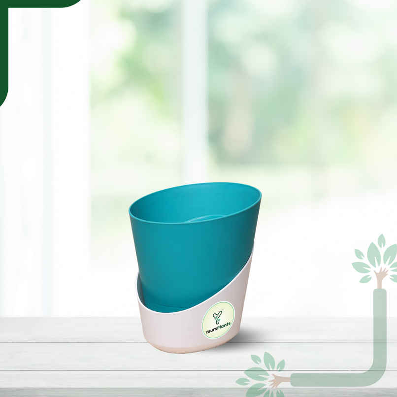 Yoursplants Atlantis - 4 Inch Teal Pot | Pack Of 1