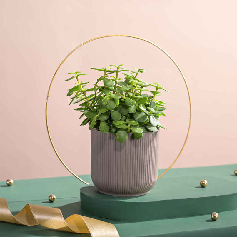 Ugaoo Jade Feng-Shui Plant with Ibiza Pot