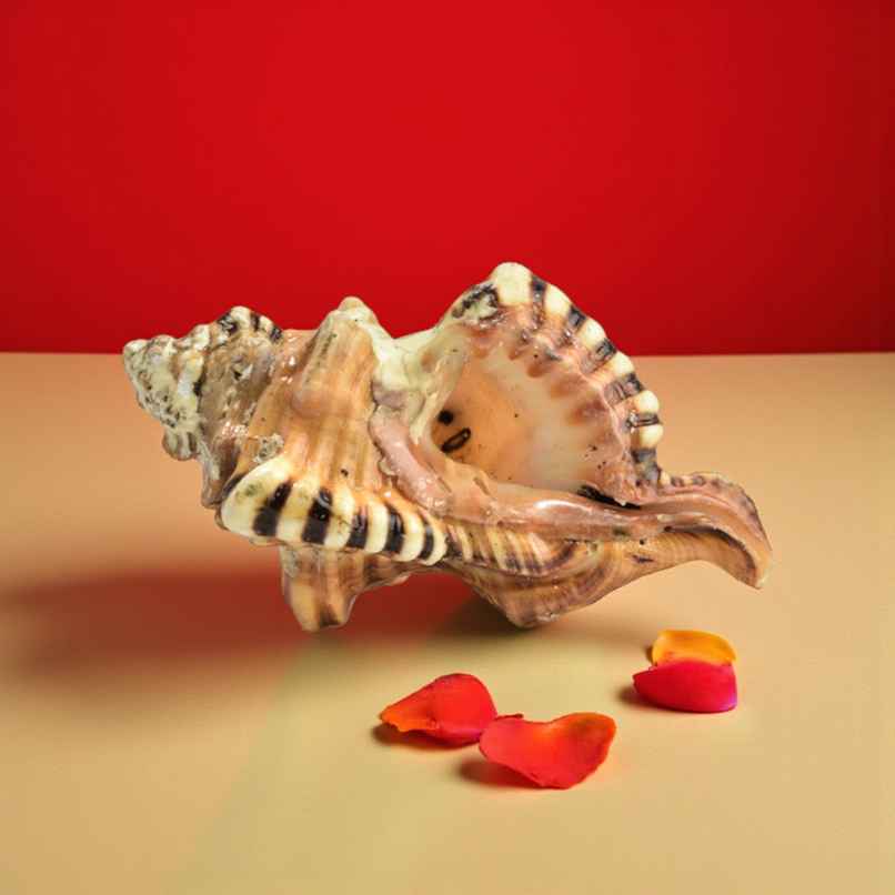 Ganesh Shankh | Blessings of Deity Ganpati | Naturally Formed | Pujashree