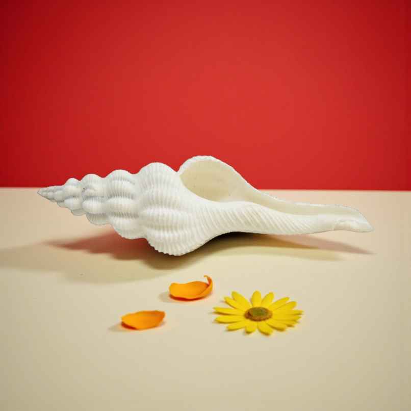 Shukra Shankh | Attracts Positive Energies | Heals Doshas | Pujashree