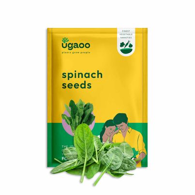 Ugaoo Spinach Seeds (Palak) Ugaoo Spinach Seeds (Palak)