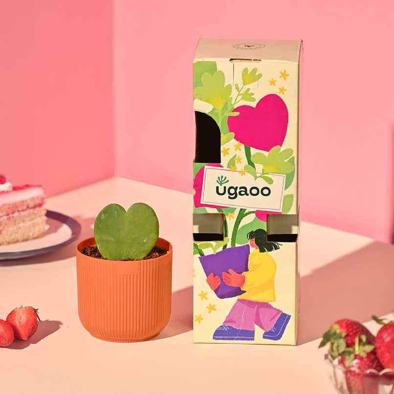 Ugaoo Heart Hoya Plant Ugaoo Heart Hoya Plant