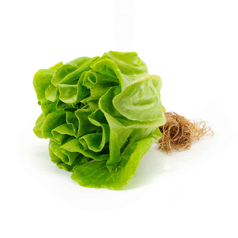 Hydroponic Lettuce Butterhead Hydroponic Lettuce Butterhead