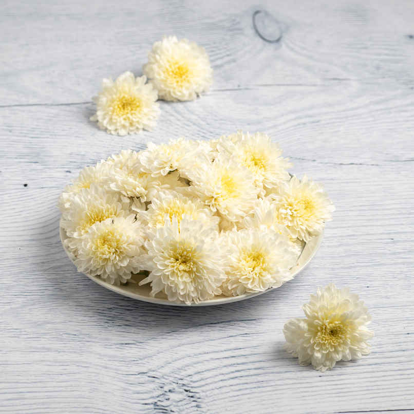 Chrysanthemum White 100 g Combo Chrysanthemum White 100 g Combo