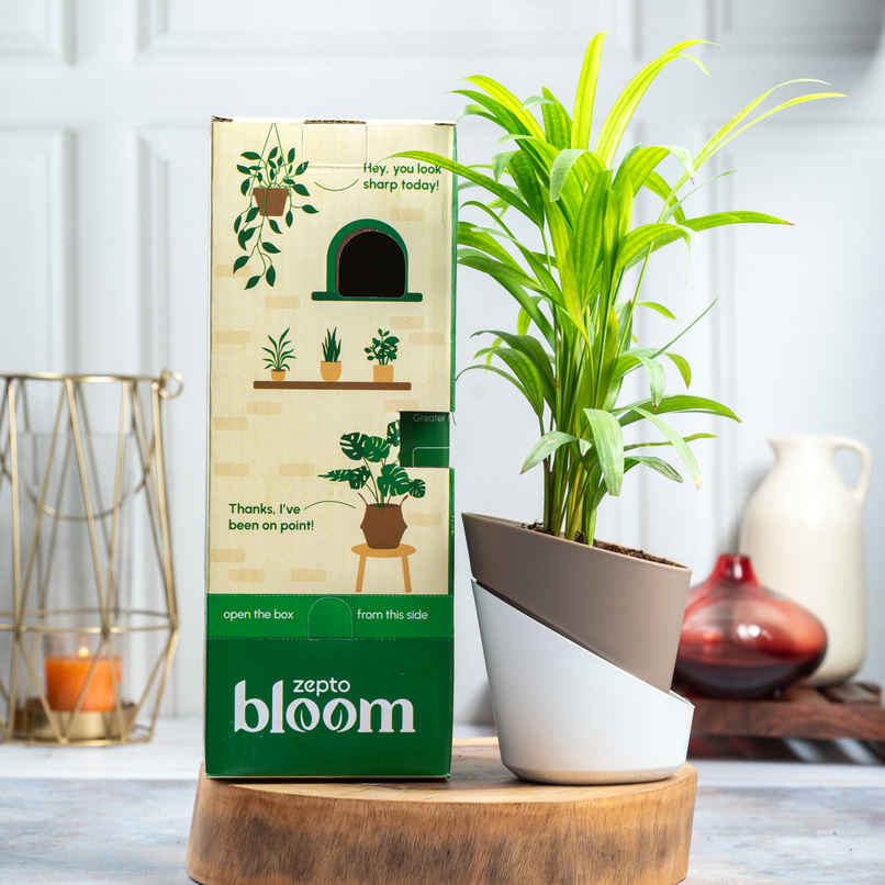 Bloom Air Purifying Areca Palm Plant Bloom Air Purifying Areca Palm Plant
