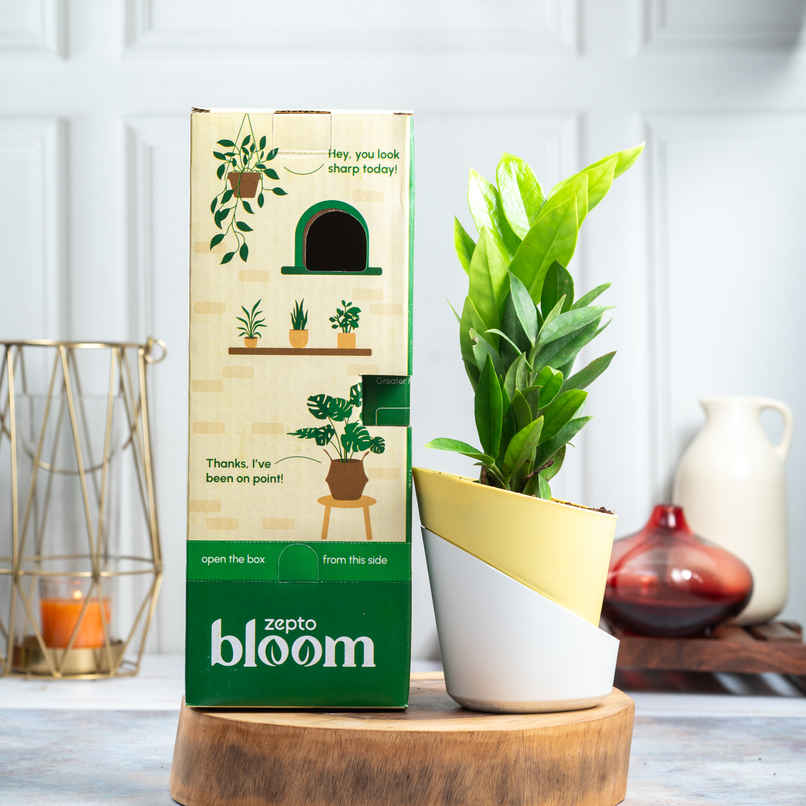 Bloom ZZ Plant | Low Maintenance Bloom ZZ Plant | Low Maintenance