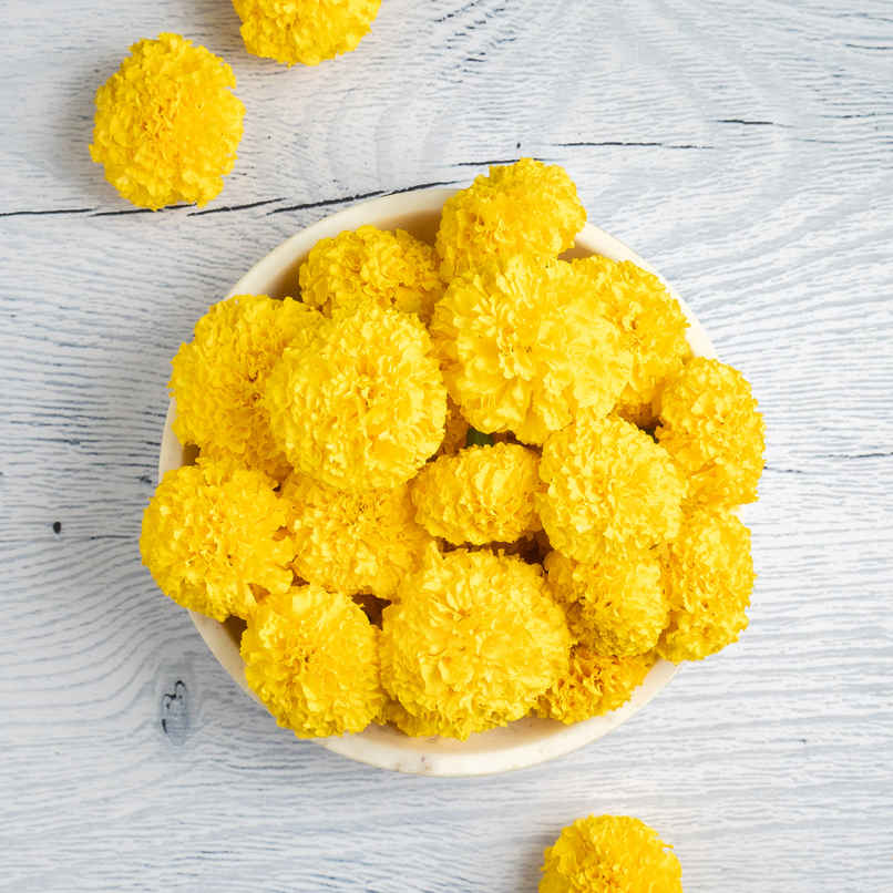 Marigold Yellow Flower Marigold Yellow Flower