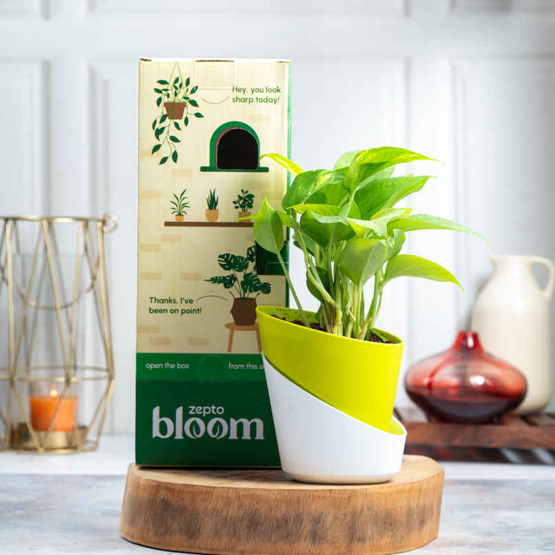 Bloom Good Luck Money Plant