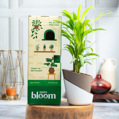 Bloom Air Purifying Areca Palm Plant