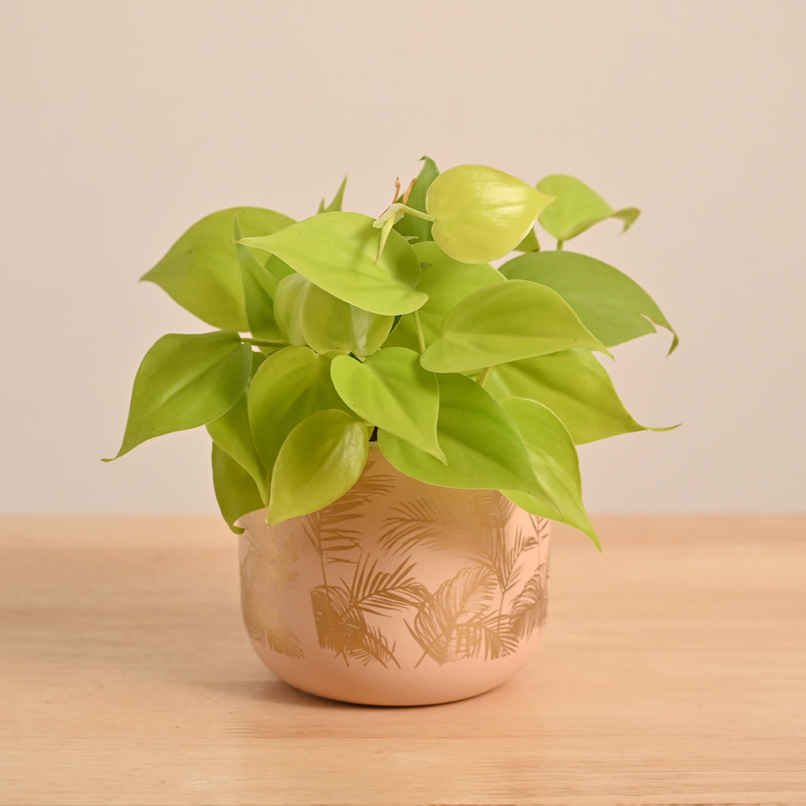 Ugaoo Philodendron Oxycardium Golden Plant with Sienna Terracotta Pot (Gifting & Decor)