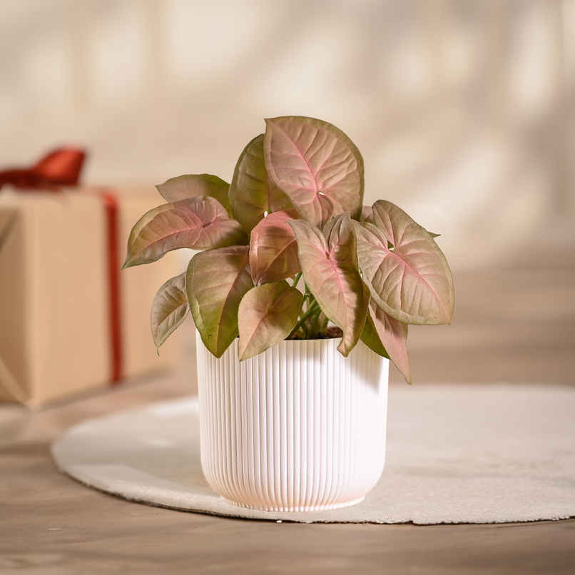 Ugaoo Syngonium Pink Plant with White Ibiza Pot