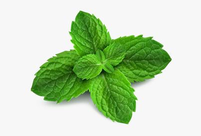 Residue Free Mint Leaves