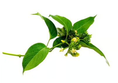 Neem Leaves (with Flowers)