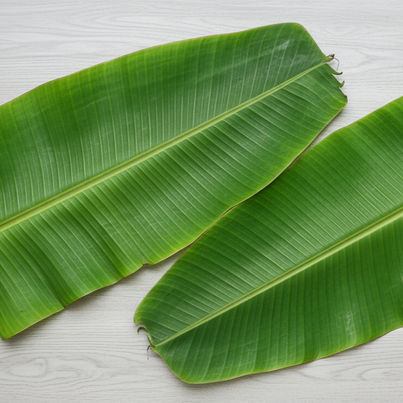 Banana Leaves Banana Leaves