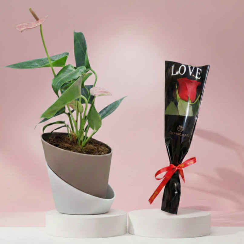 Bloom Anthurium Pink Plant (1pc) & Floweraura Signature Red Rose In Sleeve (1pc) Combo