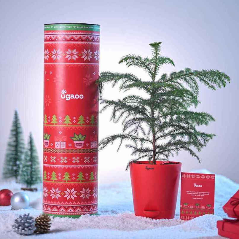 Natural Christmas Tree with Krish Pot 