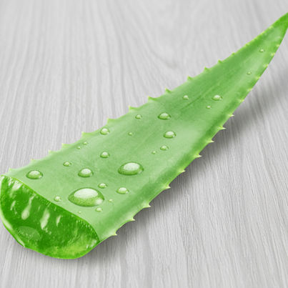 Aloe Vera