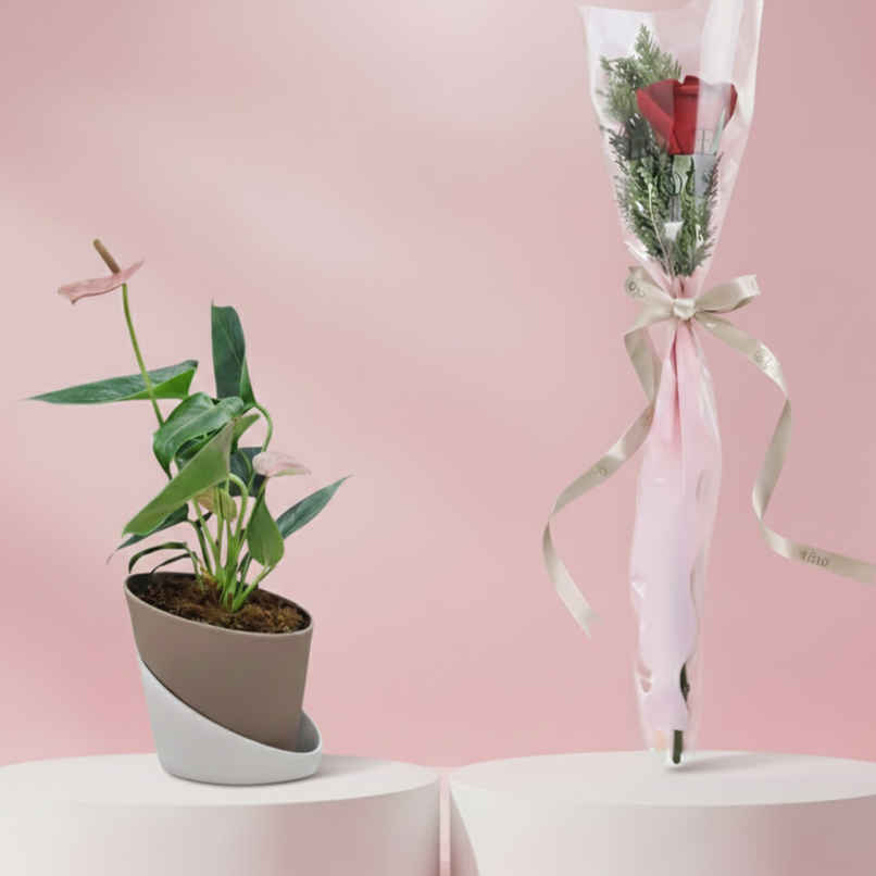 Bloom Anthurium Pink Plant (1pc) & Fnp Blush Romance Single Red Rose (1pc) Combo