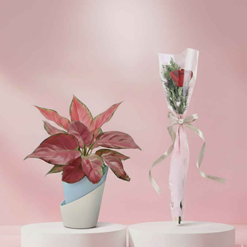 Bloom Pink Aglaonema Plant (1pc) & Fnp Blush Romance Single Red Rose (1pc) Combo
