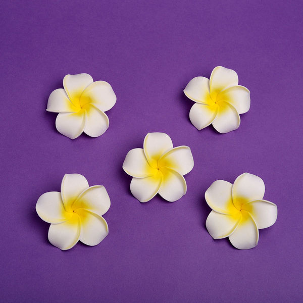 Floating Frangipani Flower 1 Pack (5 Pieces) Buy online at ₹99 near me