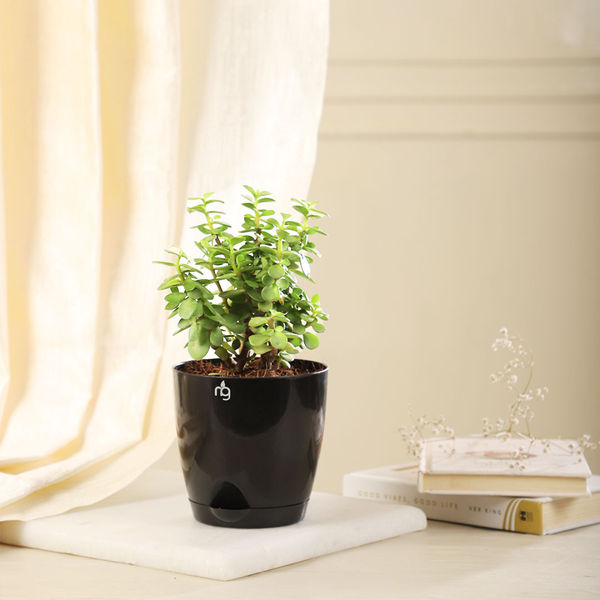 Nurturing Green Jade Plant in Black Self Watering Plastic Pot - Buy ...